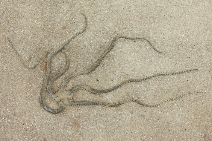 Detailed, Jurassic Brittle Star (Palaeocoma) - Lyme Regis #171241